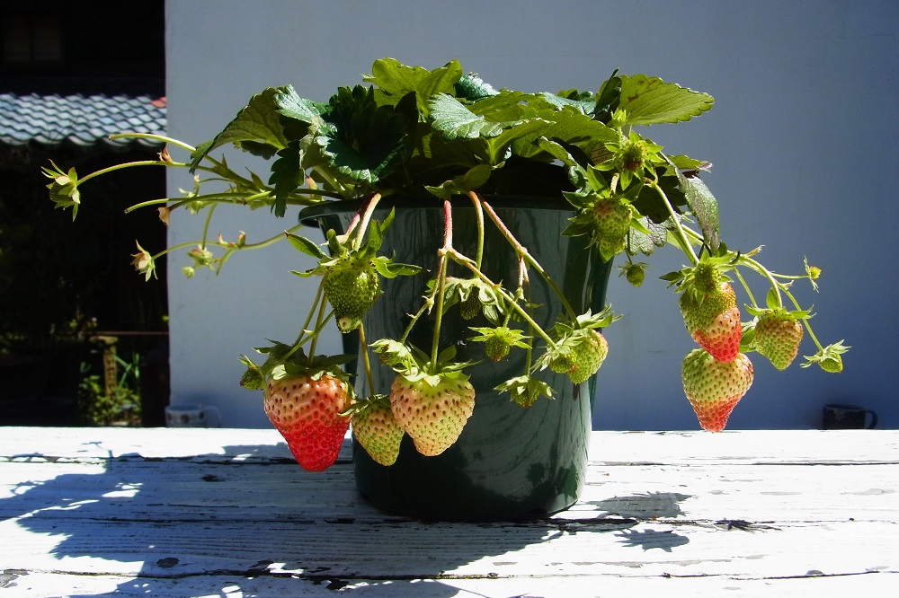 Concediu în Japonia - o vacanță relaxantă și convenabilă