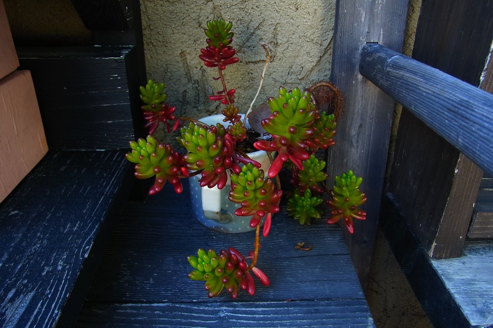 Concediu în Japonia - o vacanță relaxantă și convenabilă